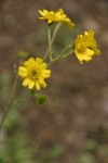 Yellow Ragweed (Ragleaf Bahia) blossoms detail