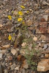 Yellow Ragweed (Ragleaf Bahia) on scree slope