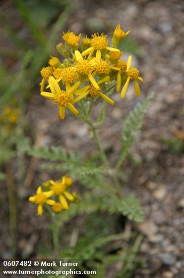 Packera fendleri (Senecio fendleri)