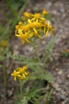 Notchleaf Groundsel (Fendler's Ragwort)