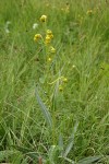 Nodding Groundsel in meadow