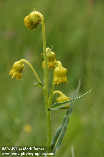 Senecio bigelovii