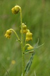 Nodding Groundsel blossoms