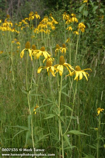 Rudbeckia laciniata