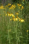 Cutleaf Coneflowers