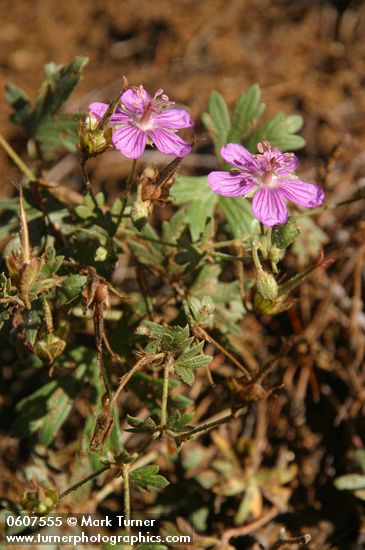 Geranium caespitosum