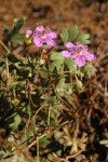 Purple Geraniums (Pineywoods Geraniums)