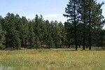 Ponderosa Pines around meadow of Hairy False Goldenaster, Scarlet Gilia