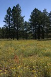 Ponderosa Pines around meadow of Hairy False Goldenaster, Scarlet Gilia