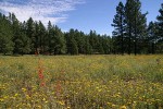 Ponderosa Pines around meadow of Hairy False Goldenaster, Scarlet Gilia