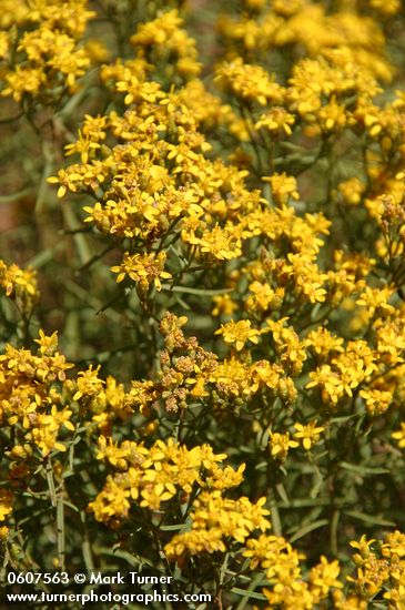 Gutierrezia sarothrae