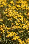 Broom Snakeweed blossoms & foliage
