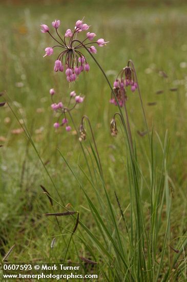 Allium cernuum