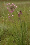 Nodding Onion