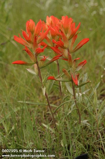 Castilleja integra