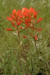 Foothills Paintbrush (Wholeleaf Paintbrush)