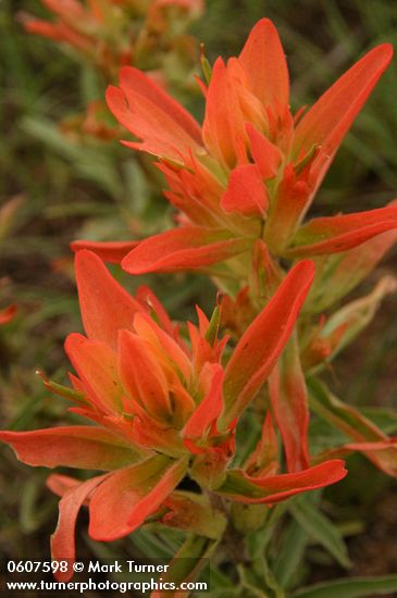 Castilleja integra