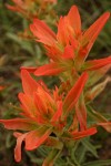 Foothills Paintbrush (Wholeleaf Paintbrush) bracts & blossoms detail