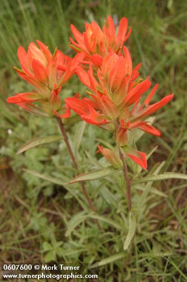 Castilleja integra