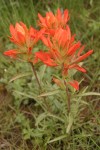 Foothills Paintbrush (Wholeleaf Paintbrush)