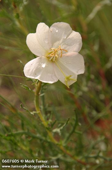 Oenothera albicaulis