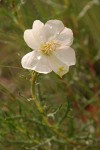 Prairie Evening Primrose (Whitest Evening Primrose) blossom & foliage