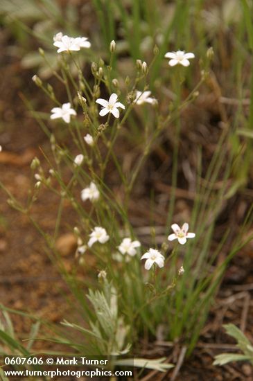 Arenaria fendleri