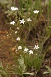 Fendler's Sandwort