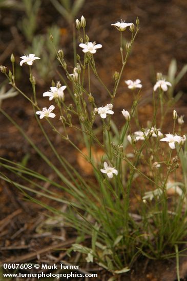 Arenaria fendleri