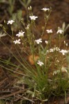 Fendler's Sandwort