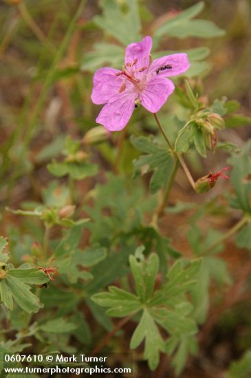 Geranium richardsonii