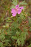 Richardson's Geranium