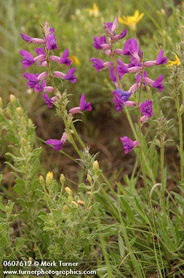 Oxytropis lambertii