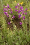 Purple Locoweed