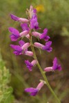 Purple Locoweed blossoms detail