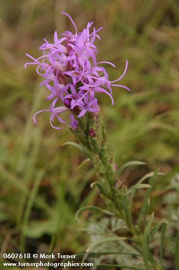 Liatris punctata