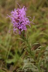 Dotted Blazing Star (Dotted Gayfeather)
