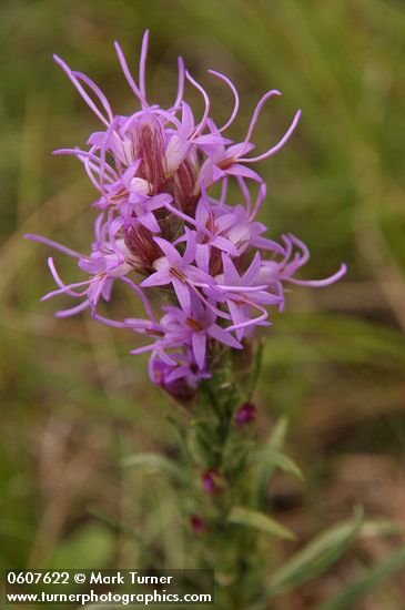 Liatris punctata