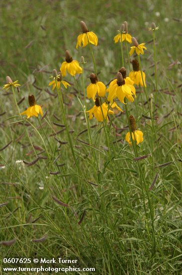 Ratibida columnifera