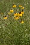 Prairie Coneflower (Mexican Hat)