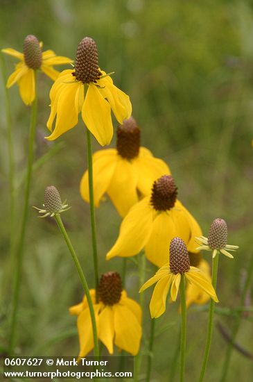 Ratibida columnifera