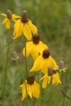 Prairie Coneflower (Mexican Hat) blossoms detail