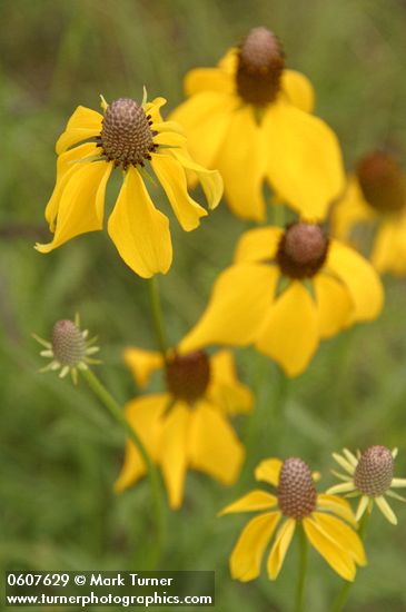 Ratibida columnifera