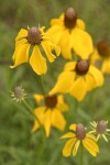 Prairie Coneflower (Mexican Hat) blossoms detail