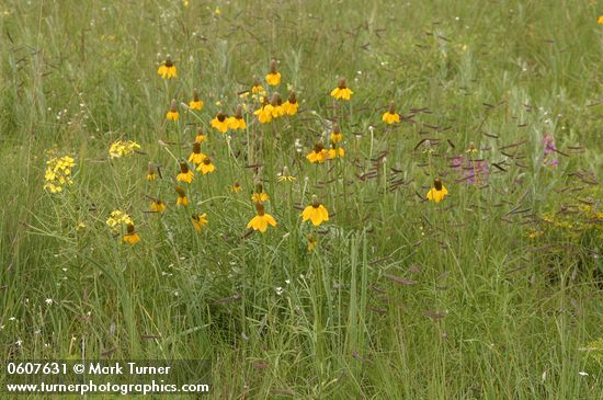 Ratibida columnifera; Erysimum capitatum; Bouteloua gracilis