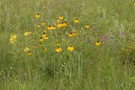 Prairie Coneflower (Mexican Hat), Rough Wallflower among Blue Gramma grass