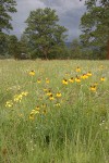 Prairie Coneflower (Mexican Hat), Rough Wallflower among Blue Gramma grass w/ Ponderosa Pines & dark storm clouds bkgnd