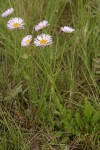 Beautiful Fleabane (Most Beautiful Daisy)