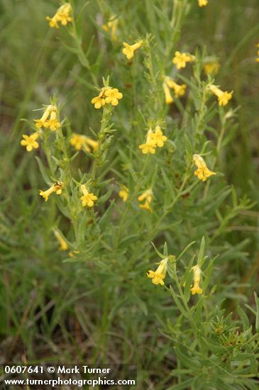 Lithospermum multiflorum