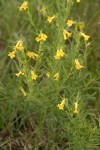 Wayside Gromwell (Manyflowered Stoneseed)